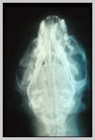 DV view of cat with fractures to right mandible
