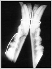 Intra-oral radiograph ventrodorsal mandible