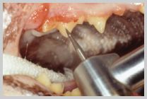 Perio roto in use on a cat