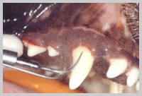 Slimline scaler in use