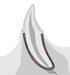 Periodontal ligament