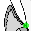Cemento-enamel junction