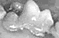 Periodontal disease chapter