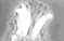 Radiography chapter